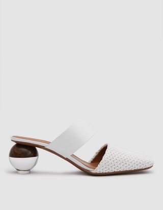 Neous + Masdevallia Heel