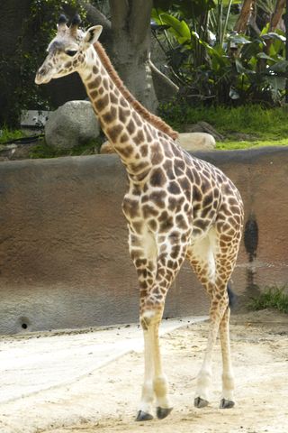 photogenic-pose-baby-giraffe-264879-1533678812697-main