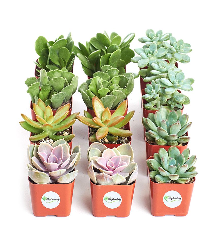 25 of the Best Amazon Gifts Under 50 Who What Wear