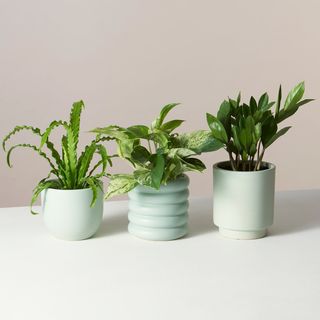 The Sill + Monthly Plant Subscription