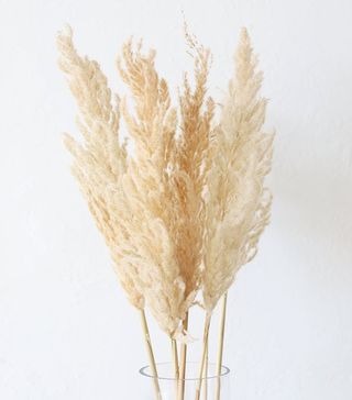 Etsy + Dried Pampas Grass