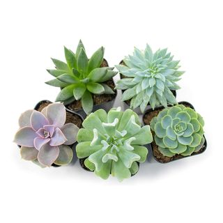 Plants for Pets + Succulent Plants (5 pack)
