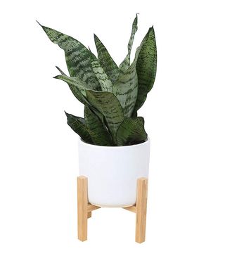 Costa Farms Snake Plant + Snake Plant with Planter and Plant Stand