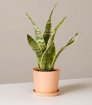 The Sill + Snake Plant Laurentii