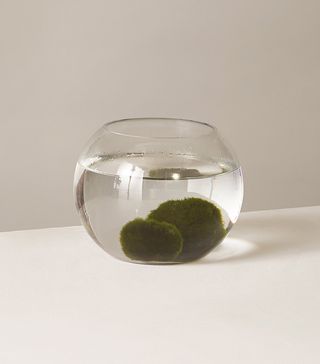 The Sill + Marimo Moss Ball Kit