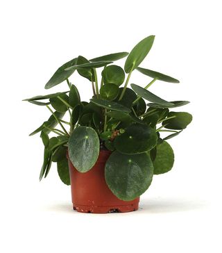 Sprig and Stone + Pilea peperomioides