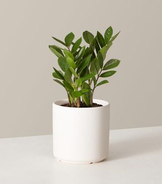 The Sill + ZZ Plant