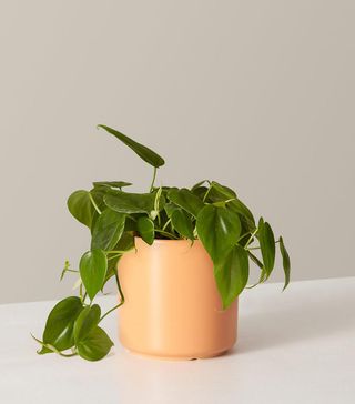 The Sill + Philodendron Green
