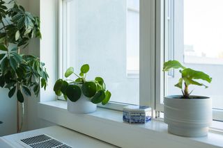 best-plants-for-apartments-283916-1574197981116-main