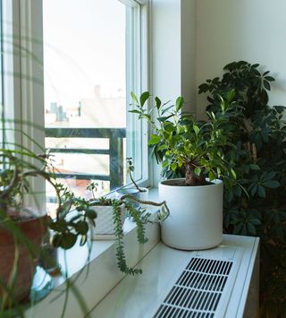 best-plants-for-apartments-283916-1574198695719-main