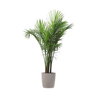 Costa Farms + Parlor Palm Tree