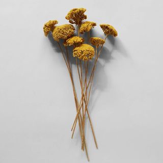 Bloomist + Dried Natural Yarrow