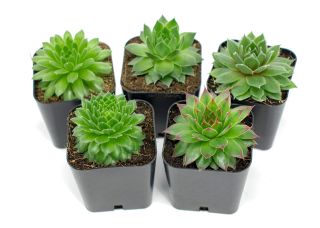Plants for Pets + Succulent Plants