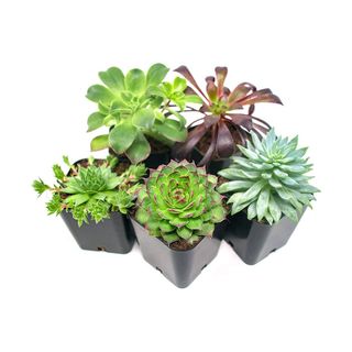 Plants for Pets + Succulent Plants