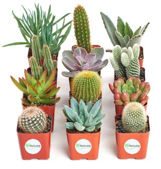 Shop Succulents + Cactus and Succulent Collection