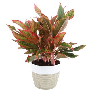 Costa Farms + Aglaonema