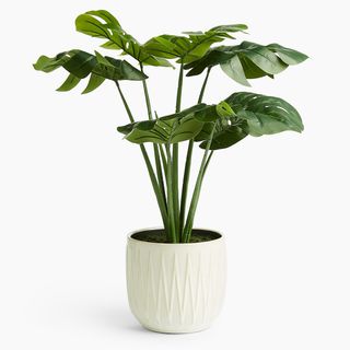 Marks and Spencer + Artificial Cheese Plant in Glazed Pot