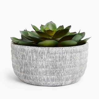 Marks and Spencer + Large Echeveria in Textured Concrete Pot
