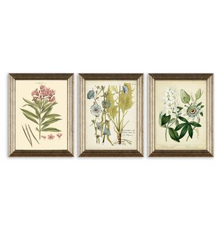 John Lewis + Botanical Florals Framed Prints, Set of 3, 47 x 37cm, Green/Multi