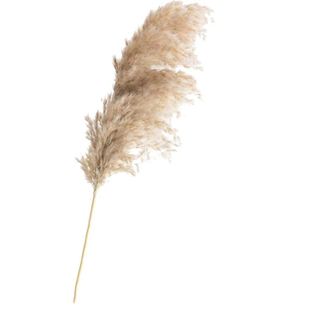 Easy-S-E-H + 20 Pieces Dried Plants Pampas Grass