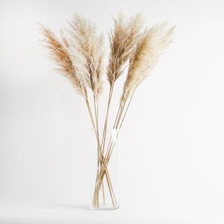 Luxury Houseplant Club + Pampas Grass from