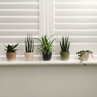 Stupid Egg Interiors + Quintet of Mini House Plants and Ceramic Planters