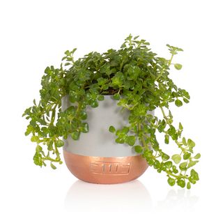 The Little Botanical + Mini Peperomia Rotundifolia