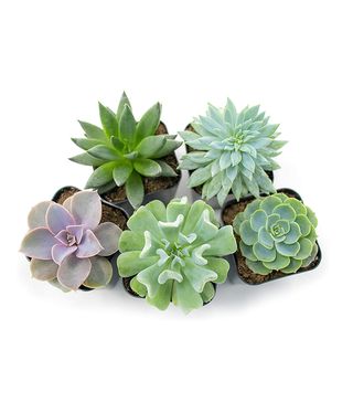 Plants for Pets + Succulent Plants (5 Pack)