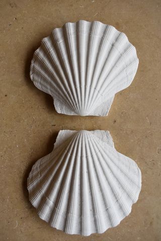 Wondering People + Scallop Shell