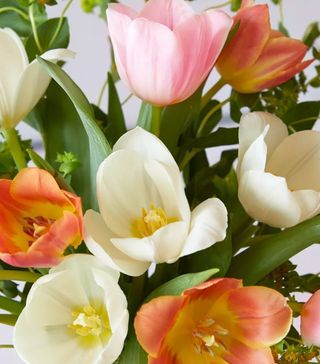 Bloom and Wild + Spring Tulips