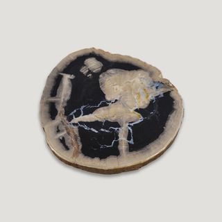 Andrianna Shamaris + Petrified Wood Slab