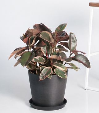 Bloomscape + Variegated Ficus
