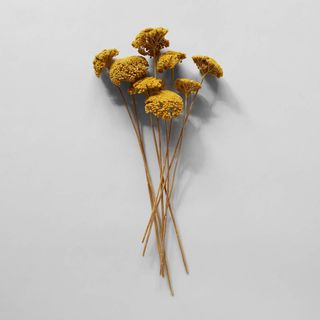 Bloomist + Dried Natural Yarrow