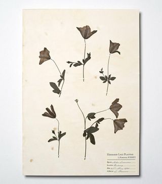 Etsy + A3 Antique Style Real Pressed Clematis Herbarium Page