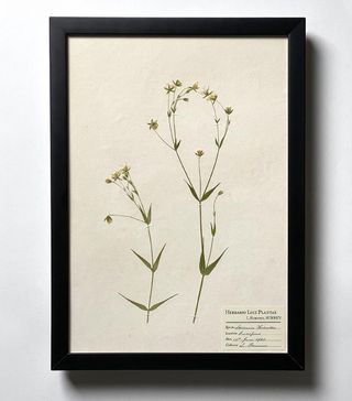 Lydia Florence Designs + A3 Antique Style, Real Pressed Greater Stitchwort Herbarium Page