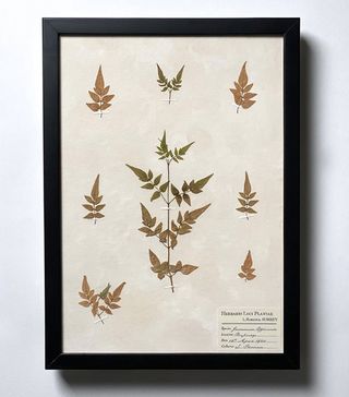 Vintage + A3 Antique Style Real Pressed Jasmine Herbarium Page