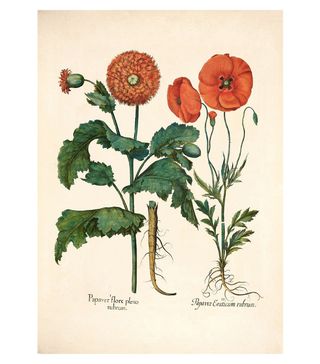 Antique + Poppy Giclee Print Hortus Eystettensis by Basilius