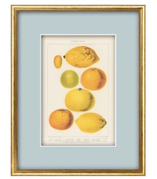 Petri Prints + The Citrus