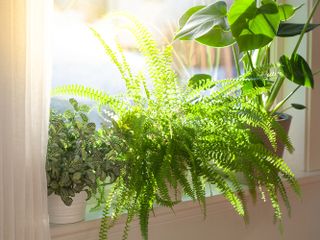 best-indoor-plants-for-clean-air-292196-1615945888236-main
