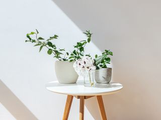 best-indoor-plants-for-clean-air-292196-1615946180546-main