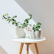 best-indoor-plants-for-clean-air-292196-1615946198067-square