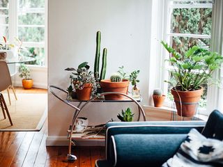 best-indoor-plants-for-clean-air-292196-1615946233154-main