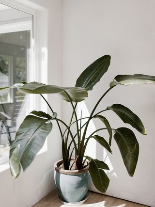 best-indoor-plants-for-clean-air-292196-1615946655775-main