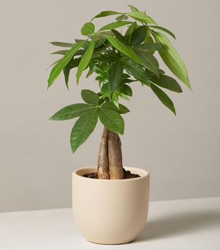 The Sill + Money Tree Plant