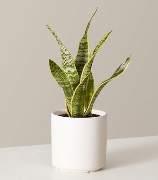 The Sill + Snake Plant Laurentii