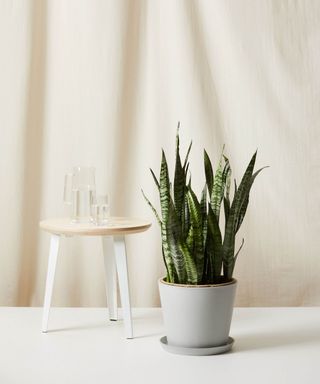 Bloomscape + 3-Foot Potted Snake Plant (Sansevieria)