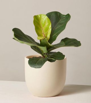 The Sill + Fiddle Leaf Fig