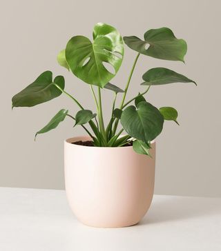 The Sill + Monstera in Grant, Limited Edition