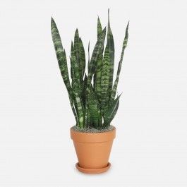 Plant Shed + Snake Plant Black Coral Extra Tall