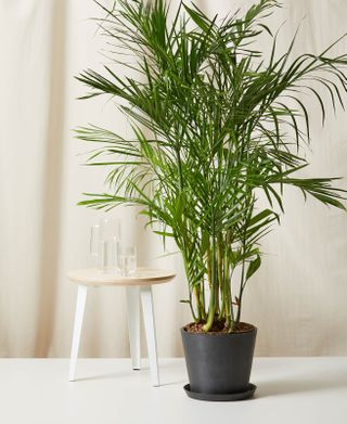 Bloomscape + Large Potted Bamboo Palm Indoor Plant